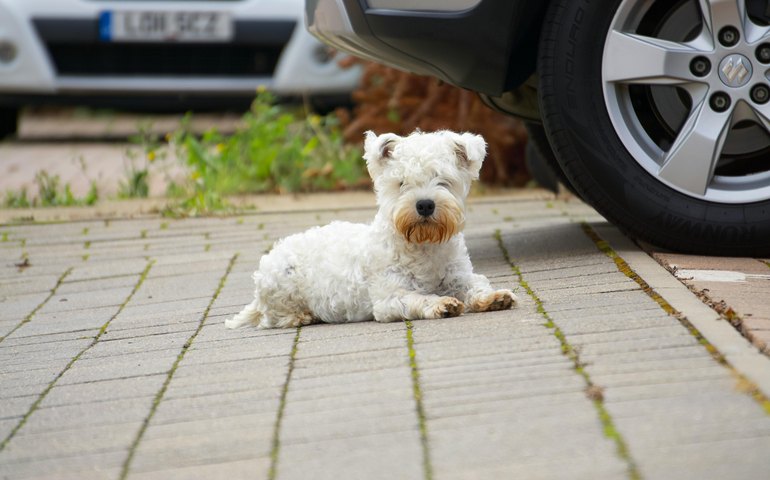 Urina de cães pode comprometer componentes do automóvel