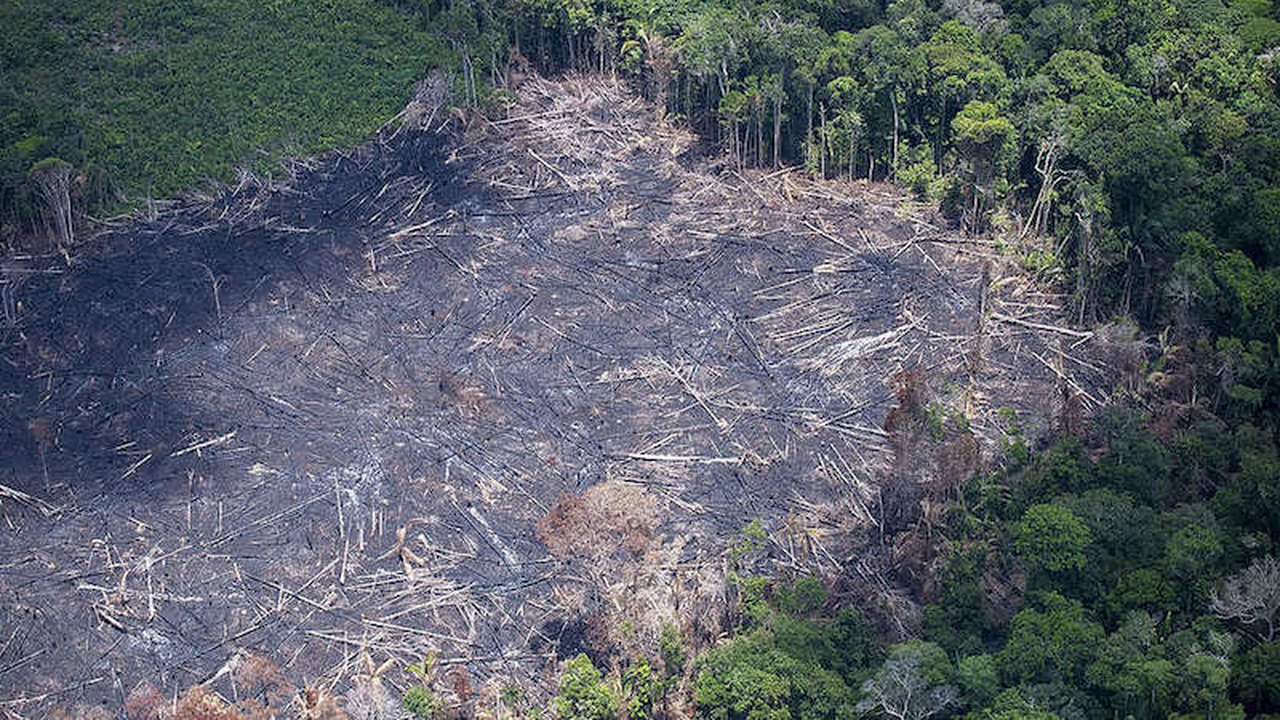 MPF acusa 2,2 mil por desmatamento ilegal de 321 mil hectares na Amazônia