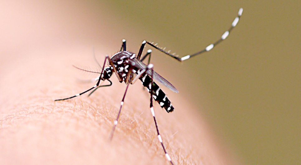 zika 