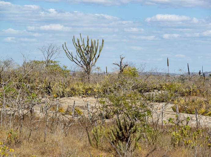 Sudene destaca papel da Caatinga na redução do aquecimento global e amplia ações de preservação do bioma