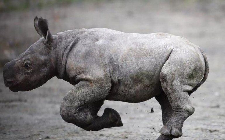 Desenterrado esqueleto fóssil quase completo de rinoceronte extinto no Ártico