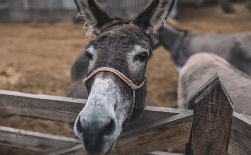 Frente Nacional de Defesa dos Jumentos promove ato no próximo domingo, dia 30