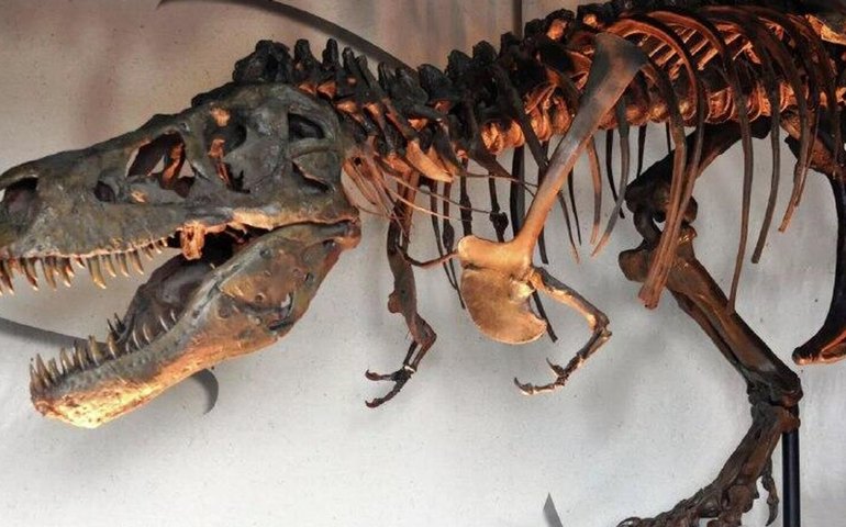 T. Rex gigante só aos 40 anos: estudo com luz polarizada reacende debate sobre espécies