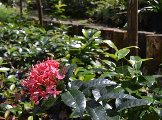 Viveiro: paisagismo de áreas verdes e doação de mudas