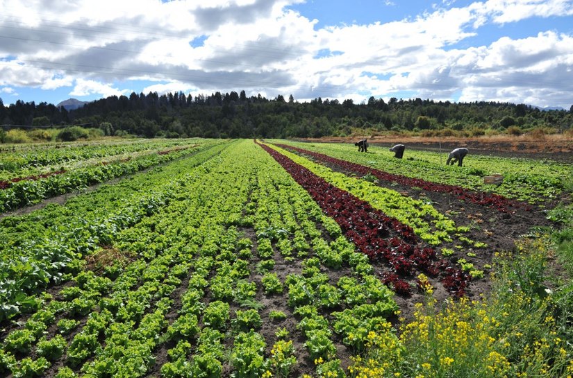 Segunda edição do Seminário de Horticultura é realizada em Arapiraca