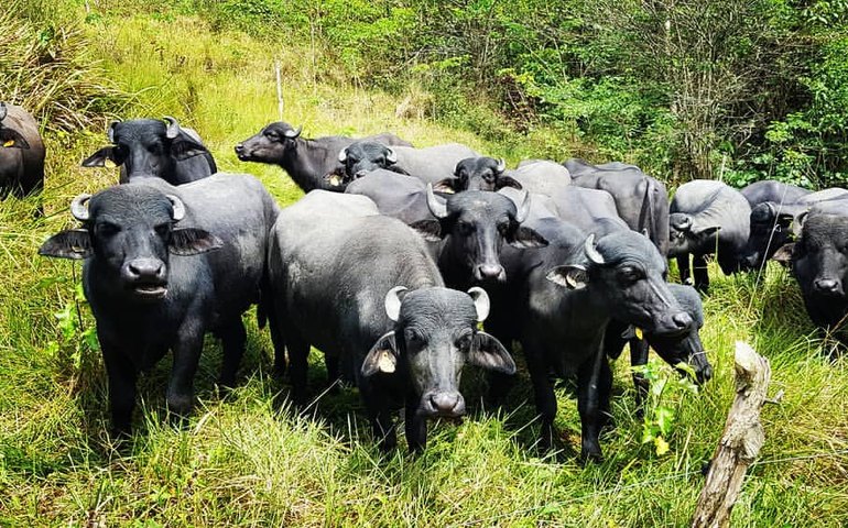 Cadeia Produtiva do Leite se articula para superar crise gerada pela pandemia de coronavírus