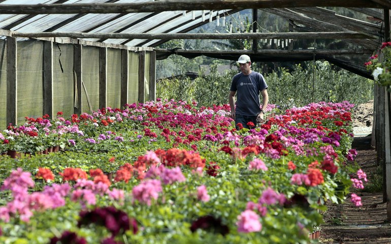 Pandemia faz produção de flores ir para o lixo