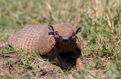 IMA/AL e Sesau alertam: tatupeba pode transmitir a hanseníase