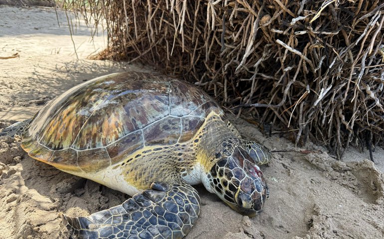 Guardas ambientais de Porto de Pedras resgatam tartaruga-verde ferida na Praia do Patacho