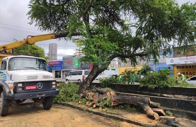 Poda de árvore: cidadão pode solicitar serviço de forma gratuita