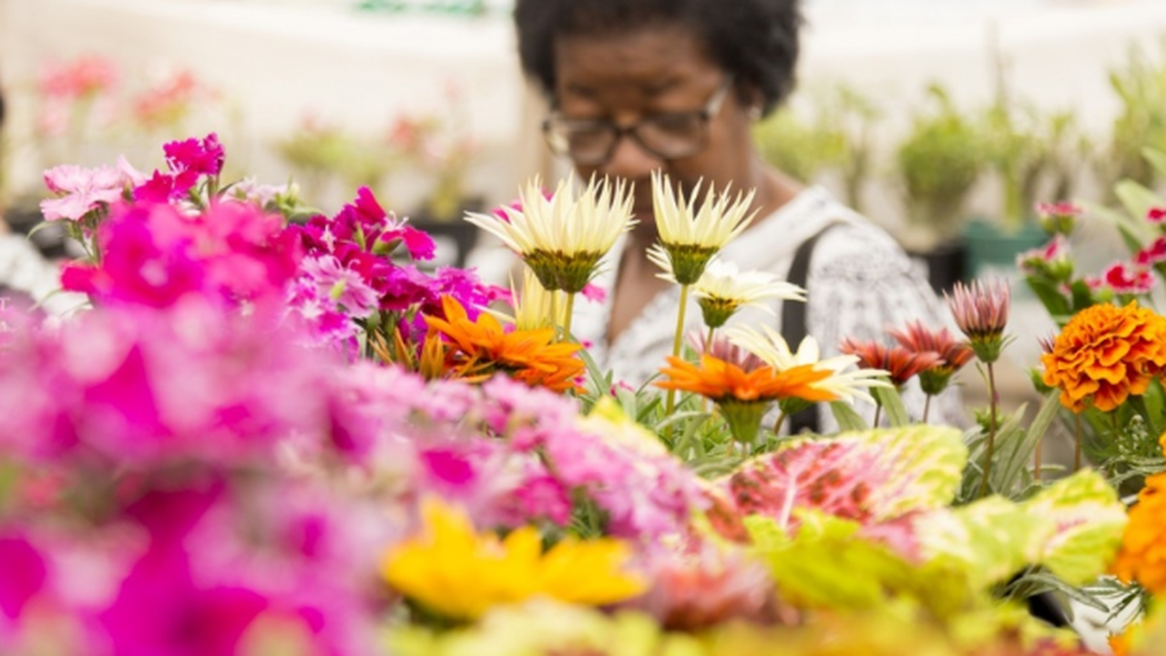 Produtores de flores esperam vender mais no dia das mães