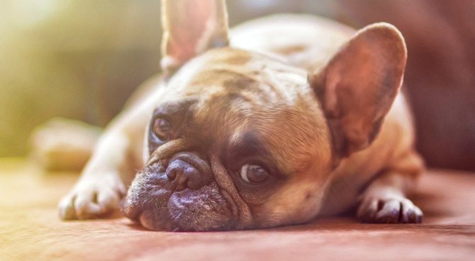 Mais duas marcas de petiscos para cães podem ter usado substância contaminada / Foto: Foto: Pixabay/Arquivo