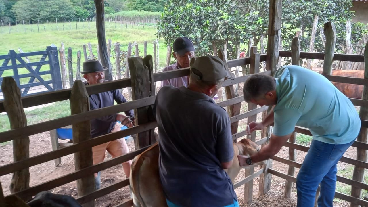 Secretaria de Agricultura de Tanque d’Arca realiza vacinação contra brucelose bovina