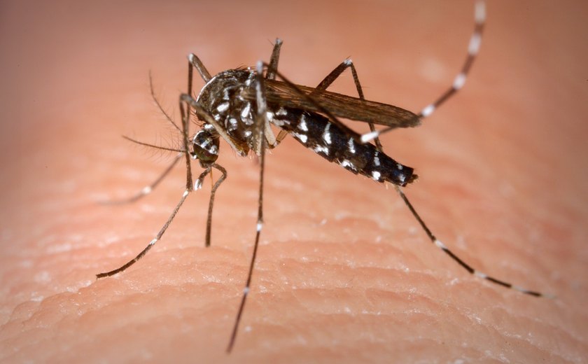 Agentes de endemias eliminam focos do Aedes aegypti no corredor Vera Arruda