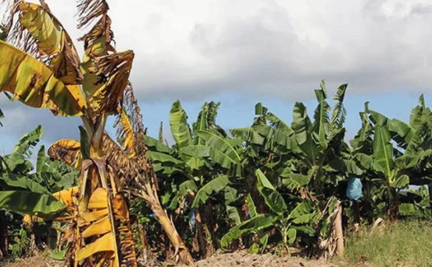Ventania devasta plantações de banana na região do Vale do Ribeira