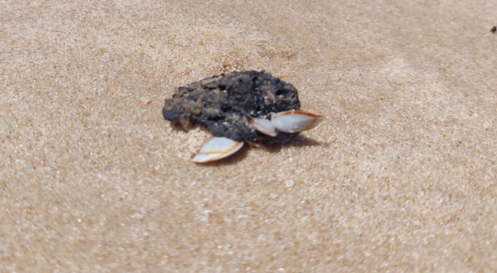 Vestígios de óleo são encontrados em cinco praias de Sergipe / Foto: Foto: Adema/Divulgação
