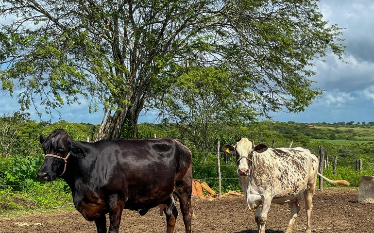 Curso de podologia bovina está com inscrições abertas