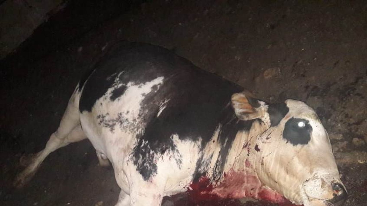 Equipes do IMA, Adeal e PM/AL combatem o abate clandestino de animais