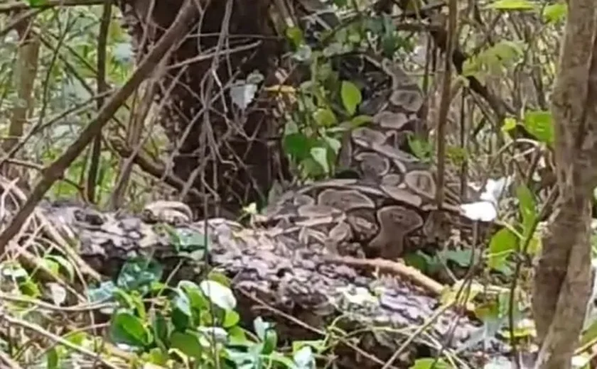 Cobra Jiboia gigante é encontrada em região de mata em Estrela de Alagoas