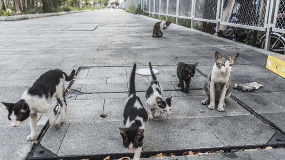 Lei que isenta IPTU de clínicas de animais abandonados é mantida
