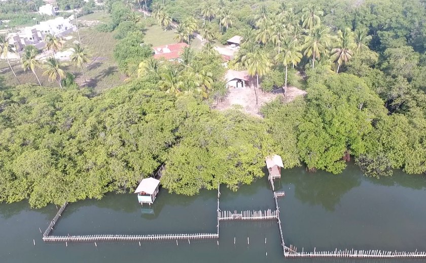 Mortes de peixes-boi em base de conservação de Alagoas levantam suspeita de contaminação da água