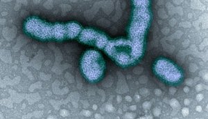h1n1