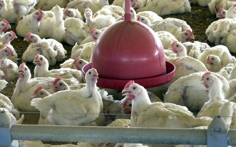 Santa Catarina emite alerta máximo para avicultura após foco de gripe aviária no RS