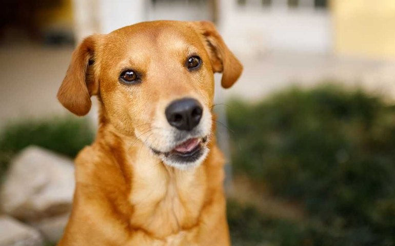 'Vira-lata caramelo' pode se tornar manifestação cultural imaterial do Brasil