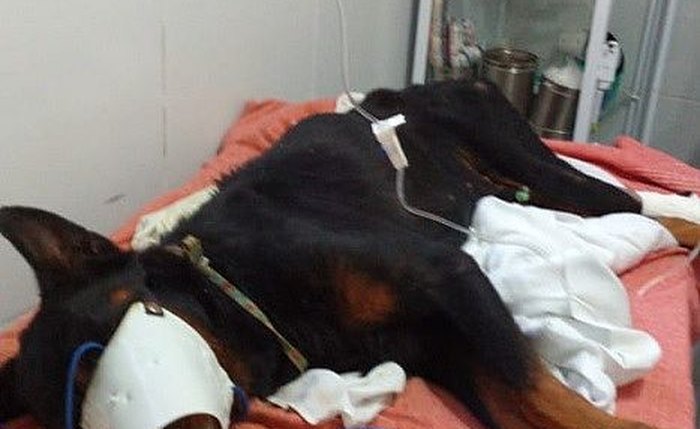 Cão segue em tratamento no Projeto Acolher - Foto: Divulgação