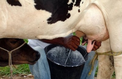 Emater promove curso de produção de palma e qualidade do leite
