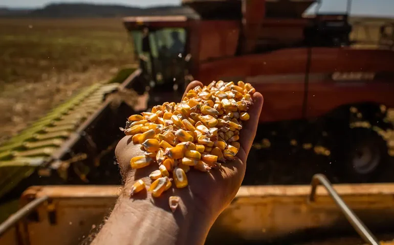 Plantio de soja 2024/25 alcança 90% da área no País e o de milho verão, 65,1%, diz Conab
