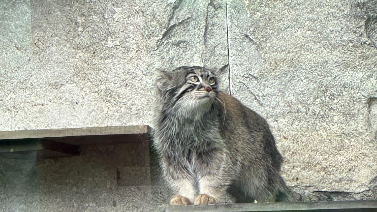 Timosha, o novo crítico de arte do Zoológico de Moscou