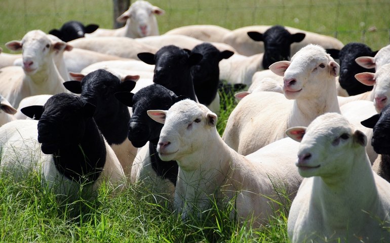 Financiamento de retenção de matrizes apoia criadores de caprinos e ovinos﻿