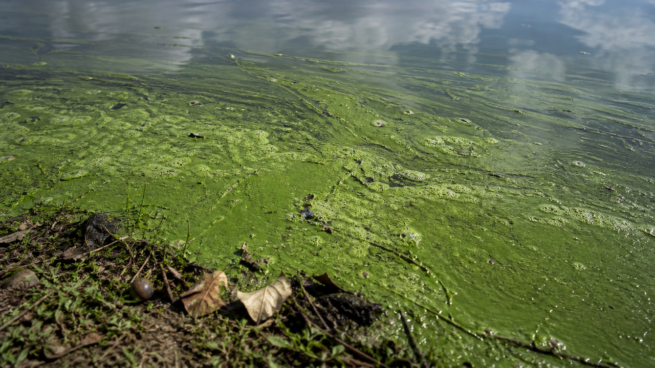 Algas cobrem a Represa Guarapiranga; Cetesb monitora situação