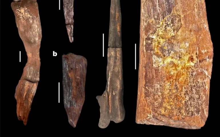 Madeira de 476 mil anos revela habilidade construtiva de ancestrais humanos