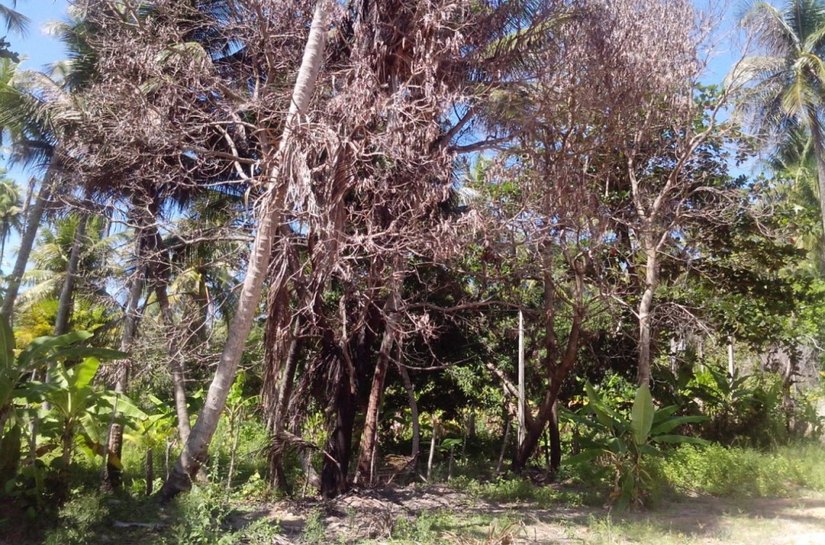 Sempma flagra crimes ambientais no Litoral Norte de Maceió