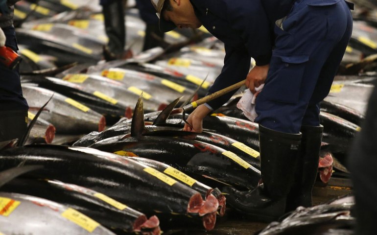 Tensão entre Tailândia e Camboja pode desencadear escassez global de atum e ração para pets