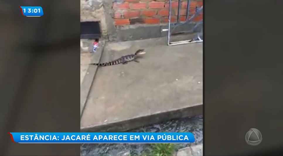 Jacaré Estância