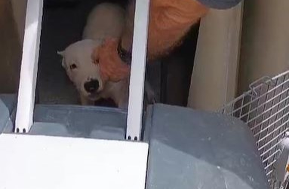 dog / Foto: Reprodução/ Foto SSP