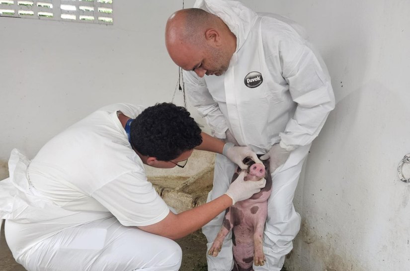 Adeal dá início ao trabalho de vigilância clínica de suínos em Alagoas