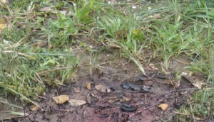 Jovem é encontrado morto e carbonizado em Neópolis / Foto: Foto: Portal A8SE/Reprodução