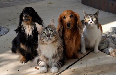 Comissão aprova proposta que inclui contagem de cães e gatos no censo do IBGE