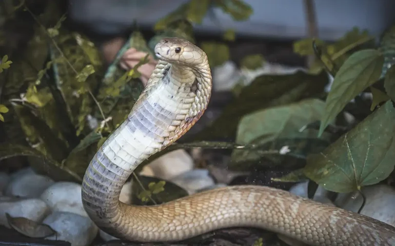 Cobra mais perigosa da África do Sul aterroriza atletas em campo de golfe; veja vídeo
