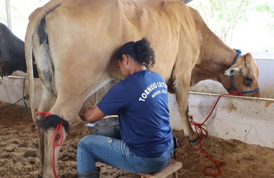 Genética da agricultura familiar mostra potencial no torneio leiteiro da Expo Bacia