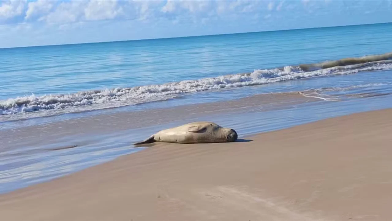 Audiência pública debate morte de elefante-marinho no litoral de Maceió