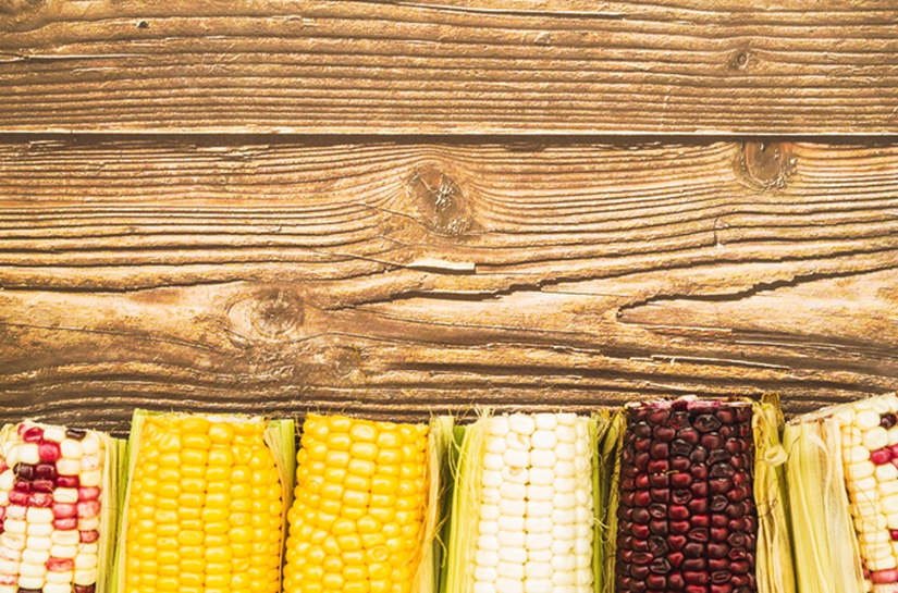 Festa Junina à vista: conheça os diferentes tipos de milho e como utilizá-los em receitas típicas