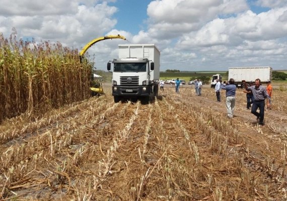 Safra 2018 de grãos em Alagoas tem início dia 11 maio