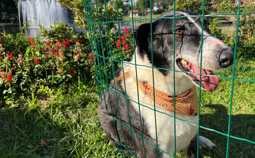 Programa de Posse responsável é relançado em Gramado com cara nova