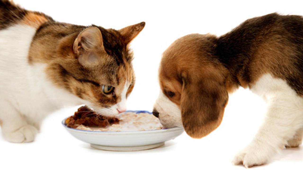 Médica veterinária da Ufal adverte: cães e gatos devem ser evitados como presente
