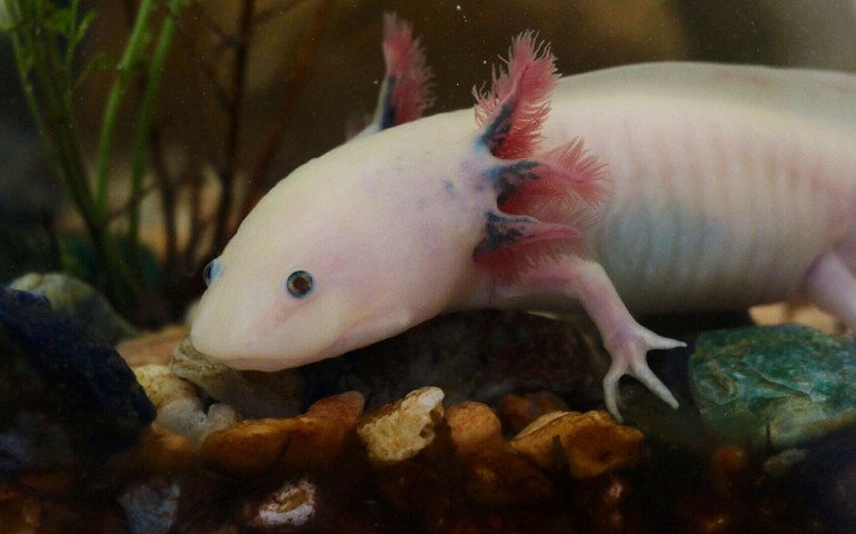 Descoberta nova espécie fóssil de axolote no México com mais de 4 milhões de anos